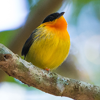 Carara - Orange-collared manakin